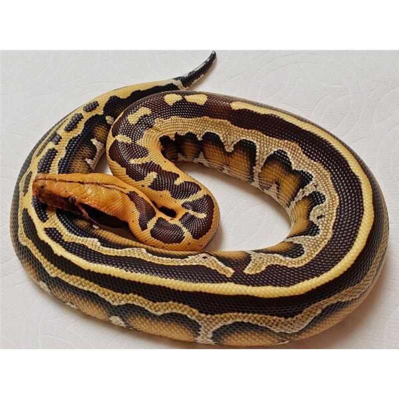 Sarpe Piton Python breitensteini (Borneo Python) - imagine 3